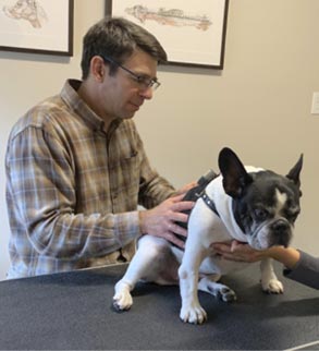 chiropractic treatment for dogs