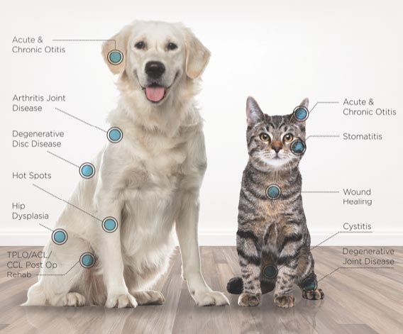 benefits of laser treatment for cats and dogs